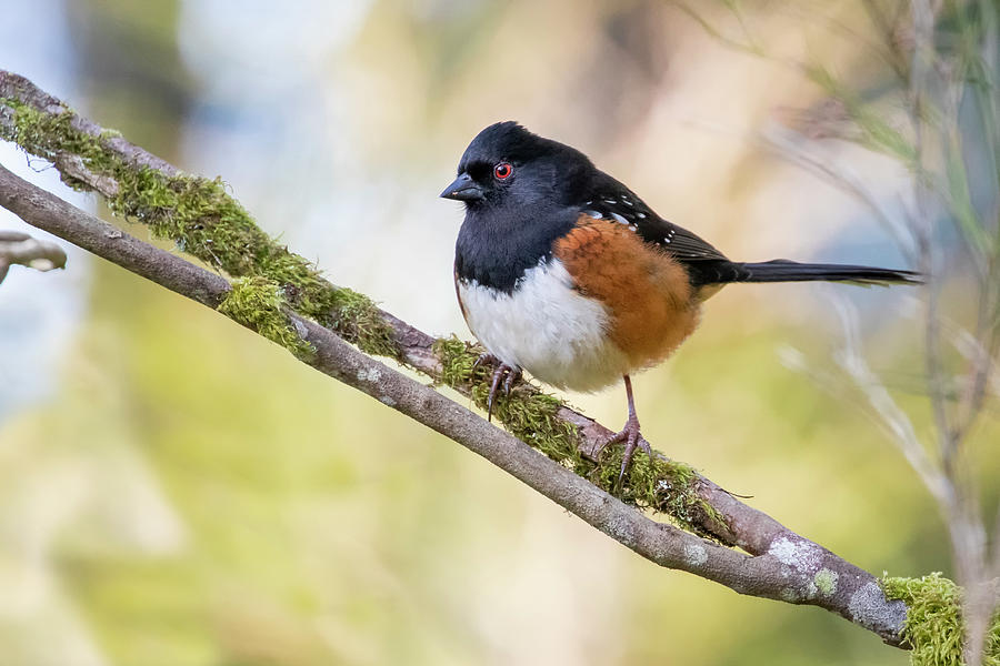 Spotted Towhee Photograph by Celine Pollard
