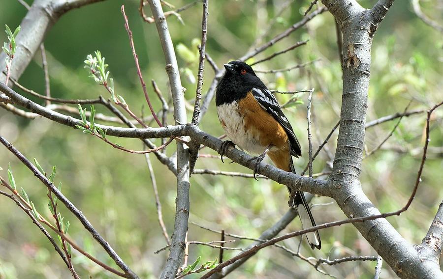Spotted Towhee Photograph by Dennis Boyd