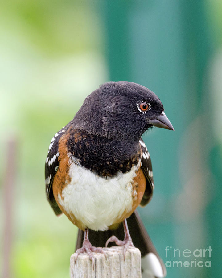 Spotted Towhee Eyelashes Photograph by Kristine Anderson