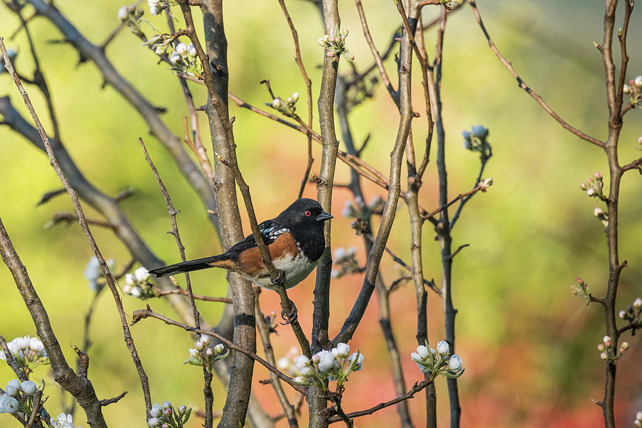 Spotted Towhee in a Pear Tree Photograph by Robert Potts