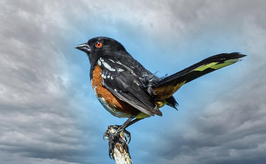 Spotted Towhee Photograph by Jerry Cahill