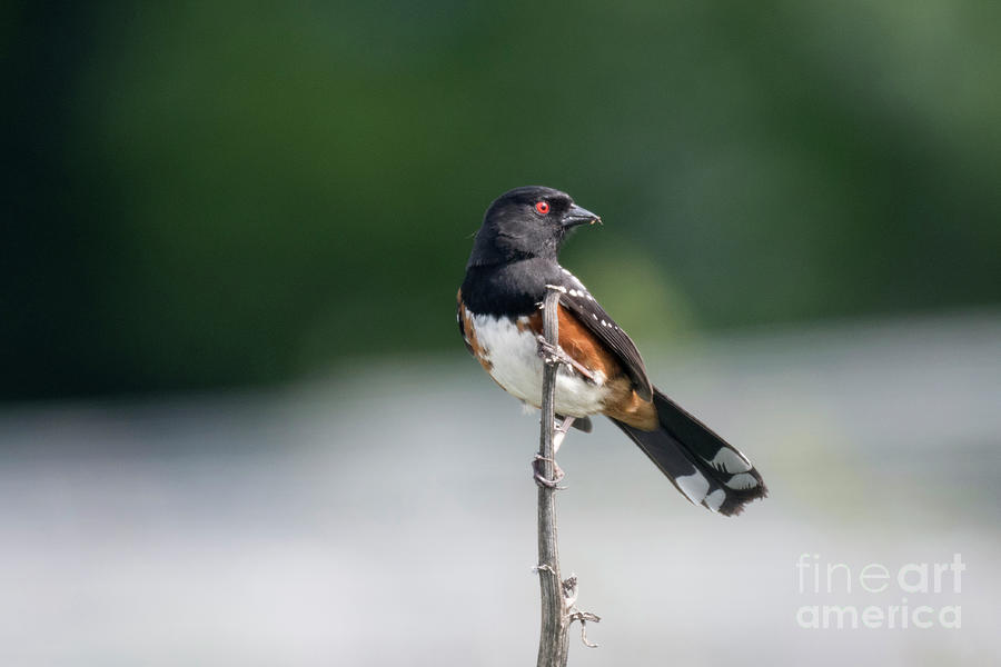 Spotted Towhee Photograph by Kristine Anderson