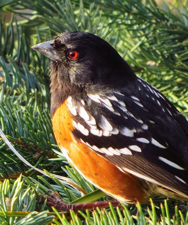 Spotted Towhee  Photograph by Lori Frisch