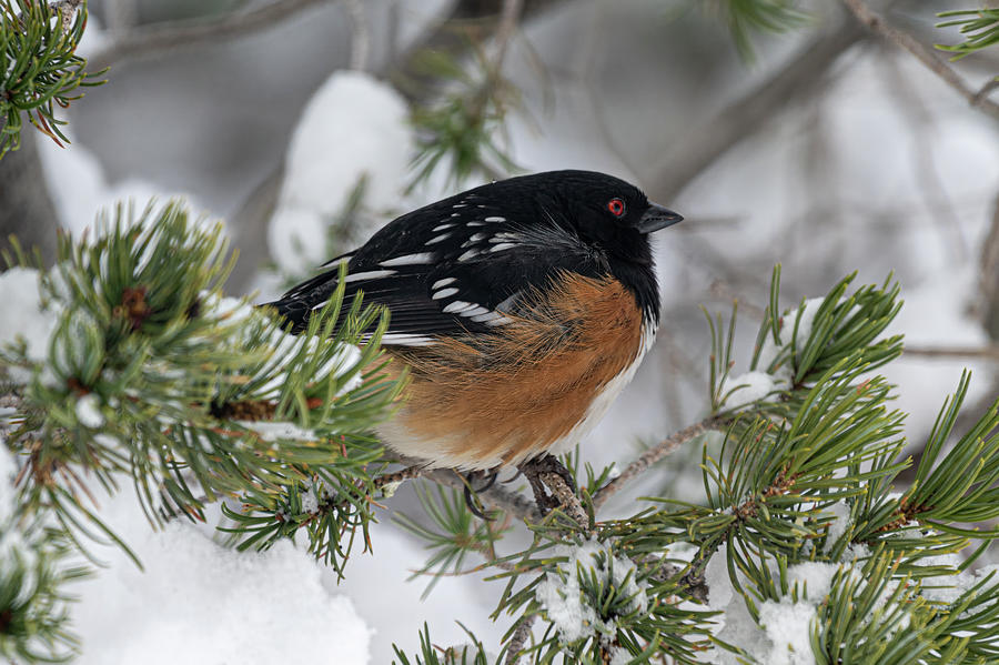 Spotted Towhee Photograph by Lou Novick
