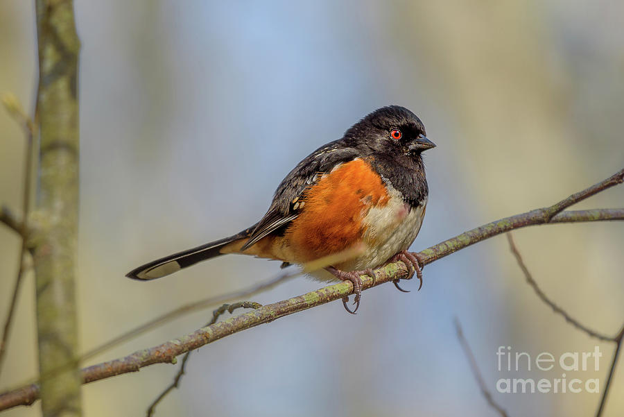 Spotted Towhee on a Branch Photograph by Nancy Gleason