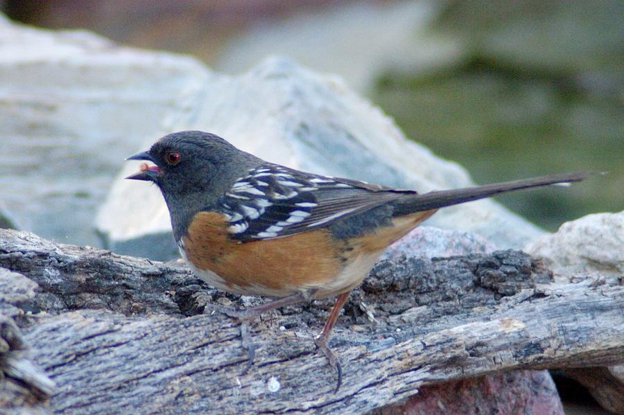 Bird Photograph - Spotted Towhee by Pat Goltz