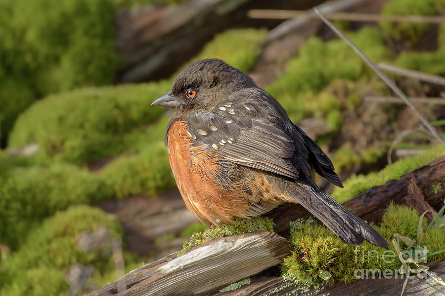 Spotted Towhee Perched on Moss Photograph by Nancy Gleason