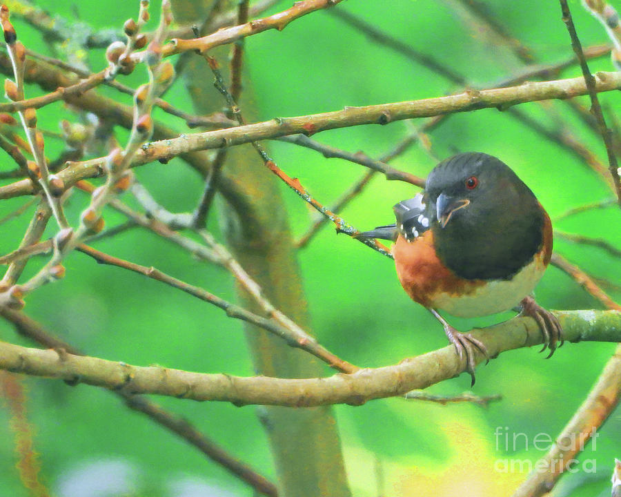 Spotted Towhee Photograph by Scott Cameron