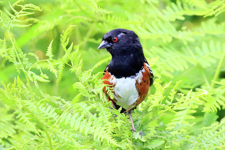 Spotted Towhee Photograph by Shixing Wen