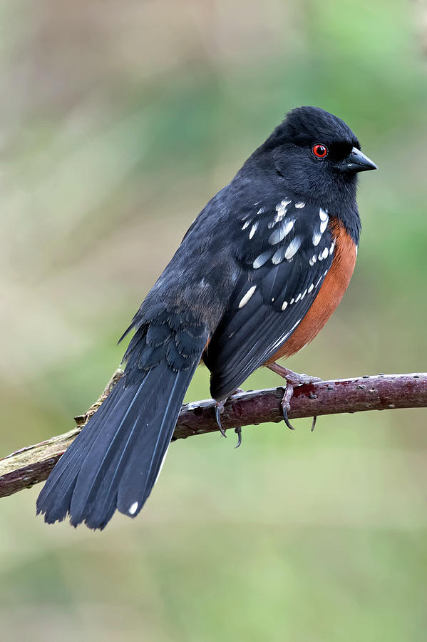 Spotted Towhee Photograph by Terry Dadswell