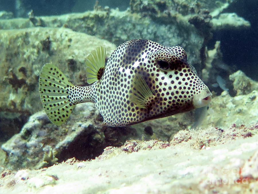 Spotted Trunkfish 9 Photograph by Daryl Duda - Pixels