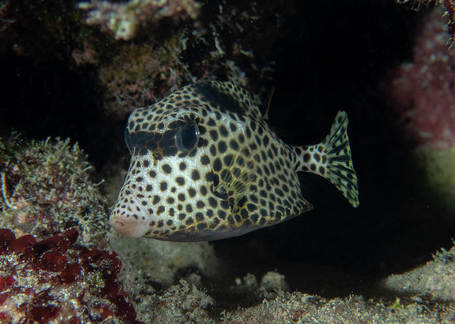 Spotted Trunkfish Photograph by Brian Weber