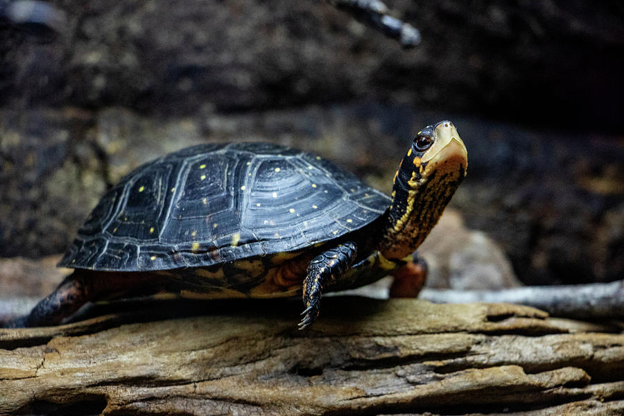 Spotted Turtle Photograph by Jean Haynes - Fine Art America