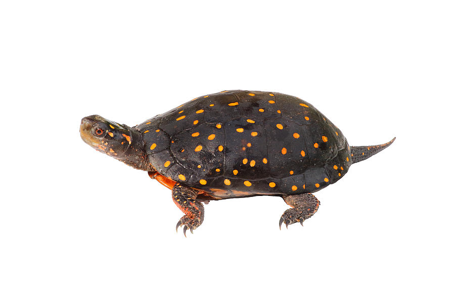 Spotted Turtle, White Background Photograph by Michael Redmer - Fine ...