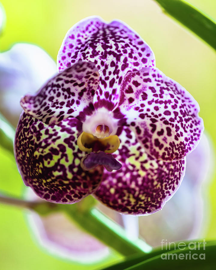Spotted Vanda Orchid Flowers Photograph by Raul Rodriguez