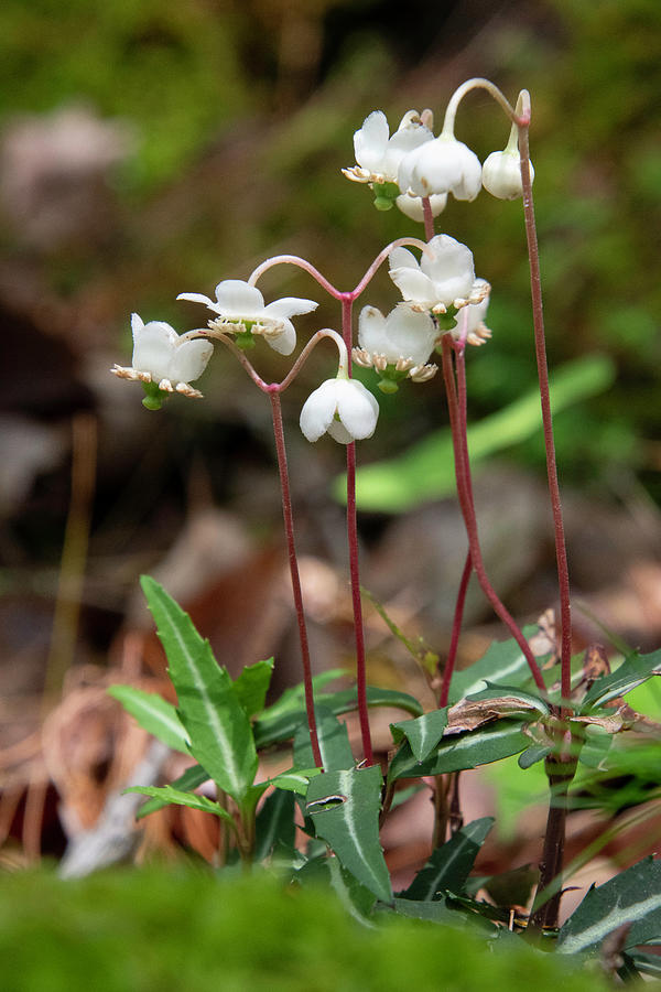 Spotted Wintergreen Blooms Photograph by Cascade Colors
