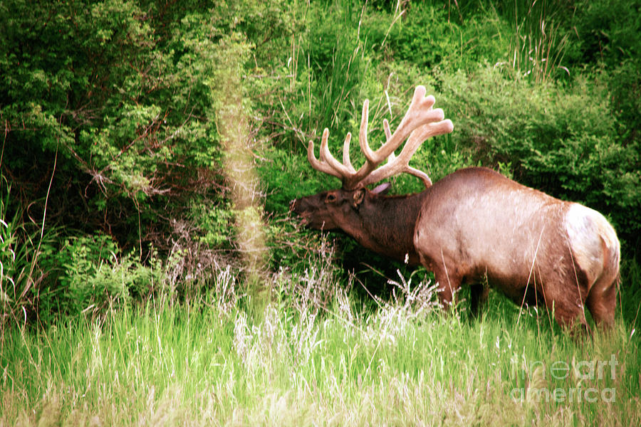 Spotting The Elk Photograph by Janie Johnson