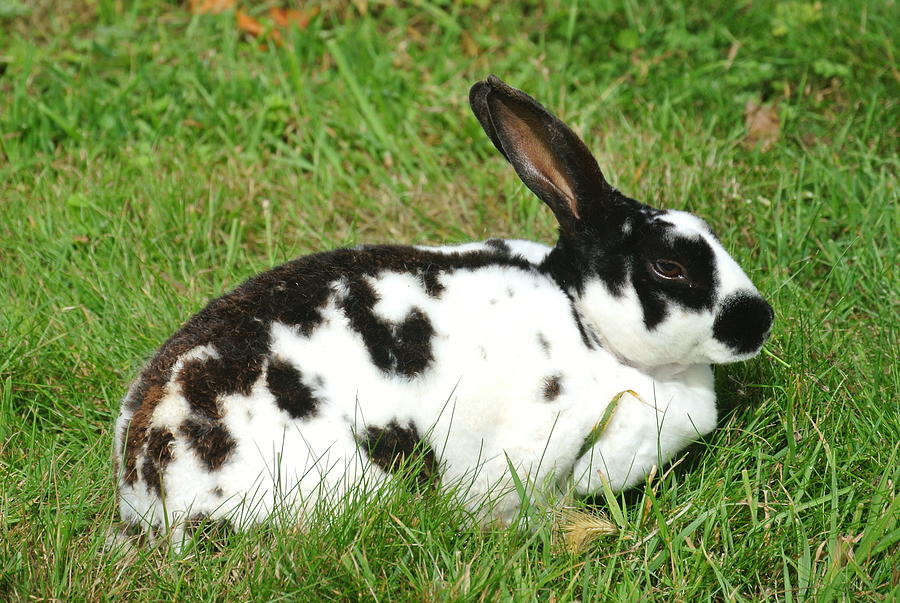 Spotty Rabbit Photograph by Lynne Iddon - Fine Art America