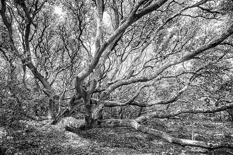 Sprawling Live Oak Along the Elliot Couse Nature Trail Photograph by Bob Decker