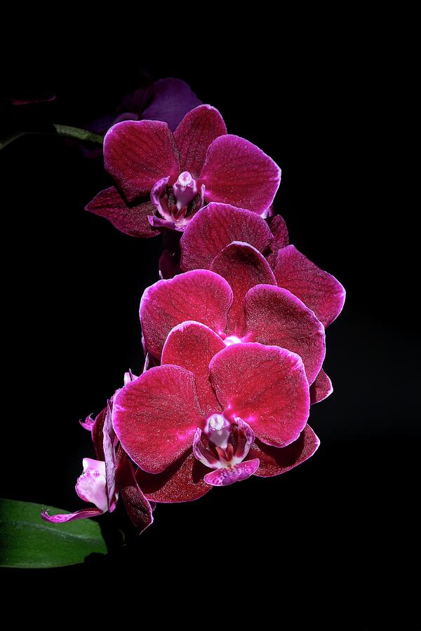Spray Of Purple Orchids Photograph