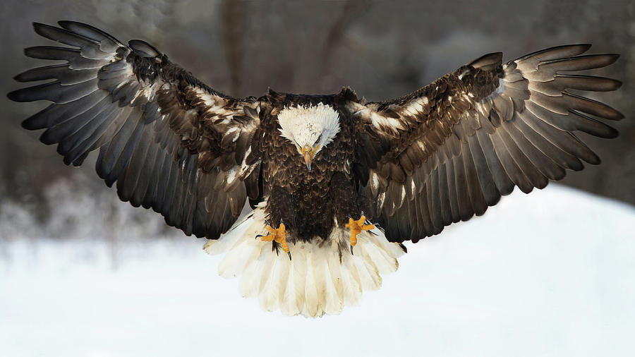 Spread Eagle Photograph by CR Courson