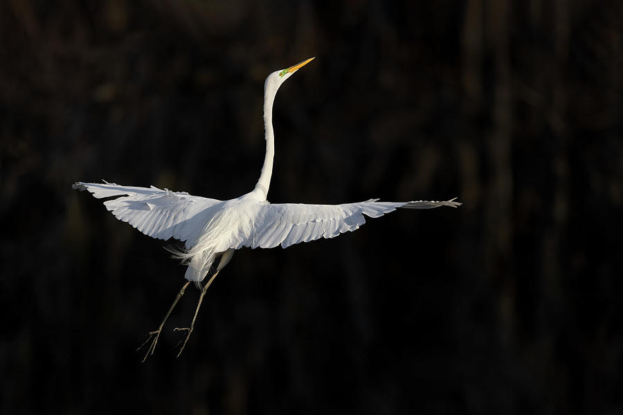 Spread Egret Photograph by Carl Amoth