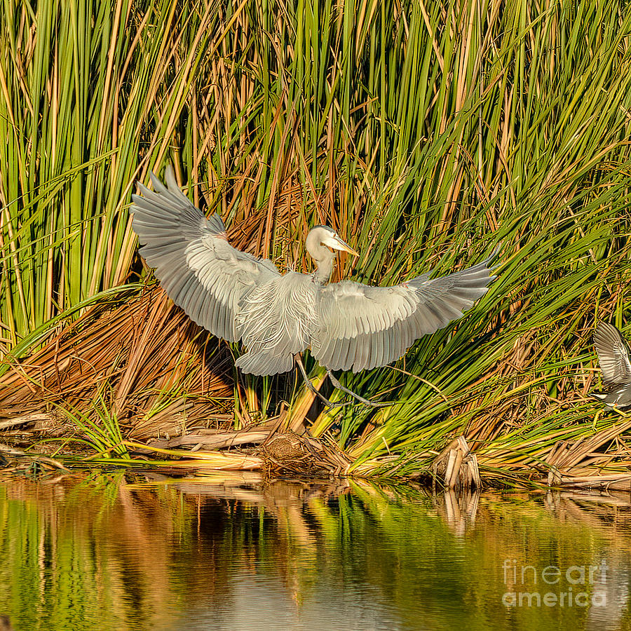 Spread Those Wings Photograph by Marie Dudek Brown - Fine Art America