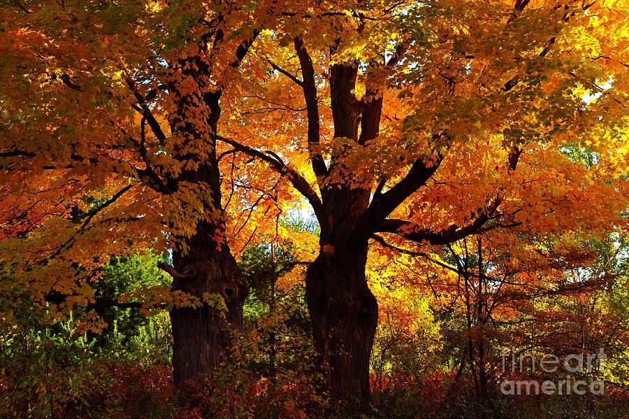 Autumn Maples Photograph by Terri Gostola