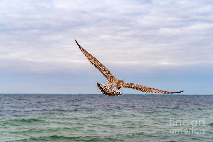 Spread your Wings... and fly away. Photograph by Daniel M Walsh