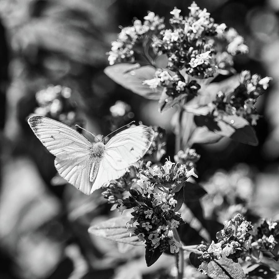 Spread your wings and fly. Green-veined White bw Photograph by Jouko Lehto