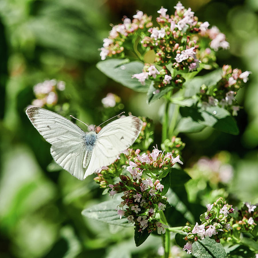Spread your wings and fly. Green-veined White Photograph by Jouko Lehto
