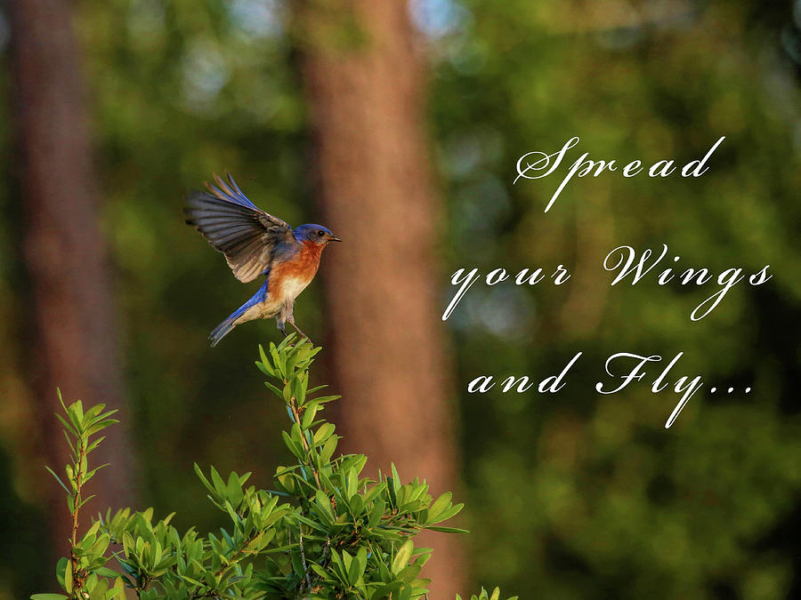 Bluebird Photograph - Spread Your Wings by Judy Vincent