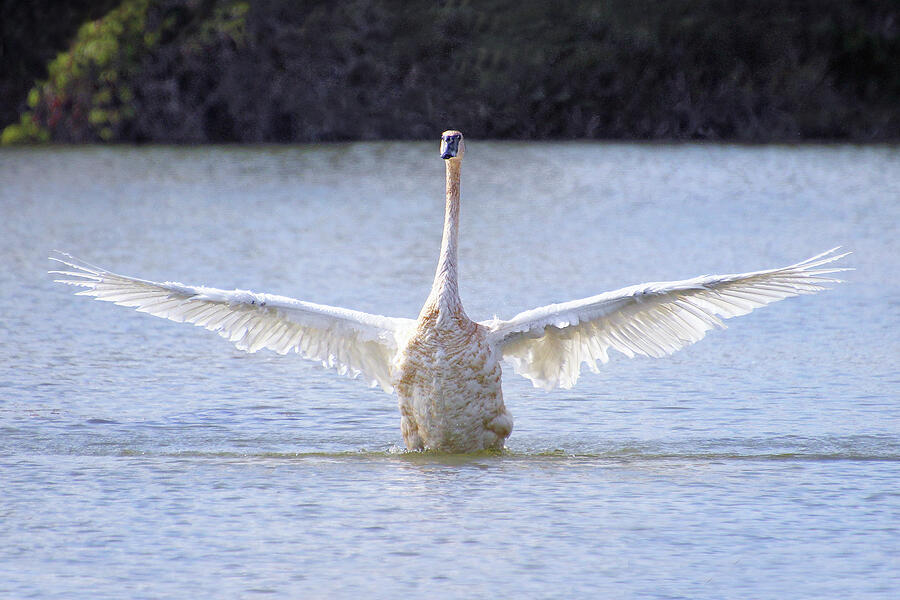 Spread Your Wings Photograph by Linda Goodman Fine Art America