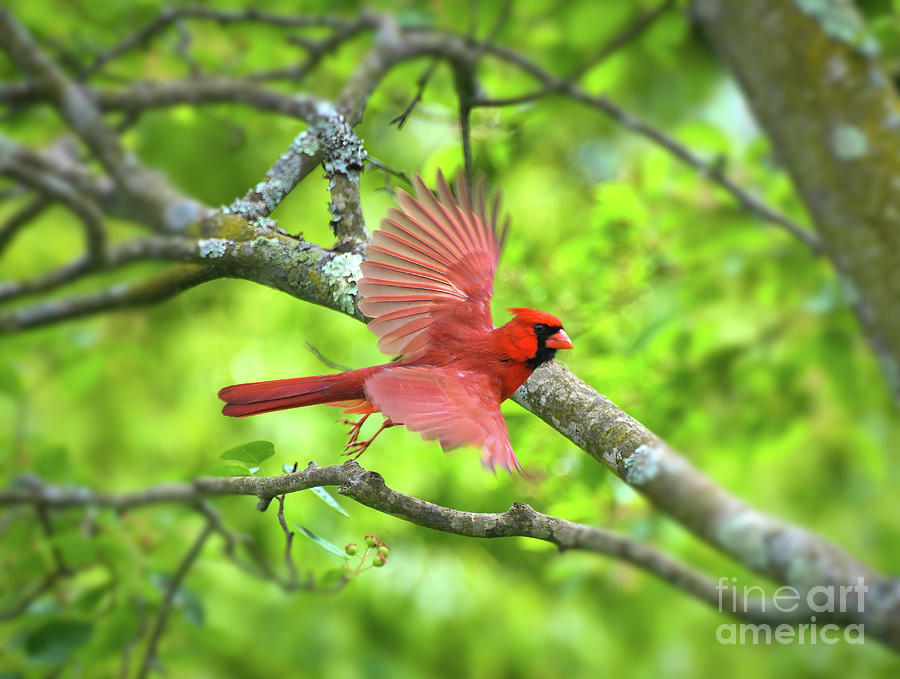 Spread Your Wings - Male Cardinal Takes Flight Photograph by Kerri Farley