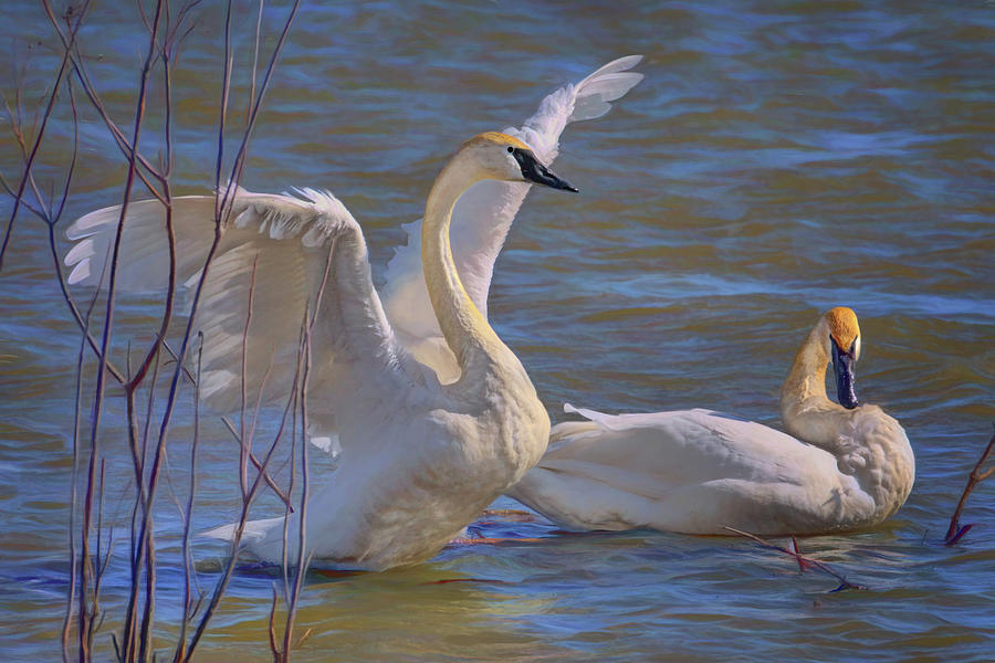 Spread Your Wings - Trumpeter Swans Photograph by Nikolyn McDonald