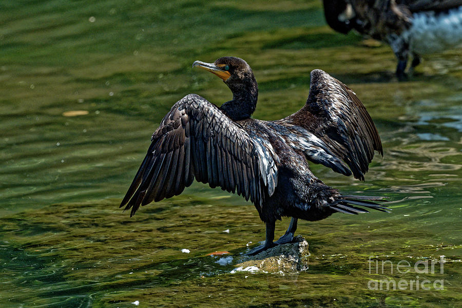 Spreading Cormorant Photograph by Paul Mashburn