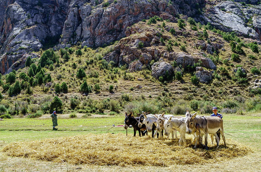 Spreading of hay Photograph by Alexey Stiop