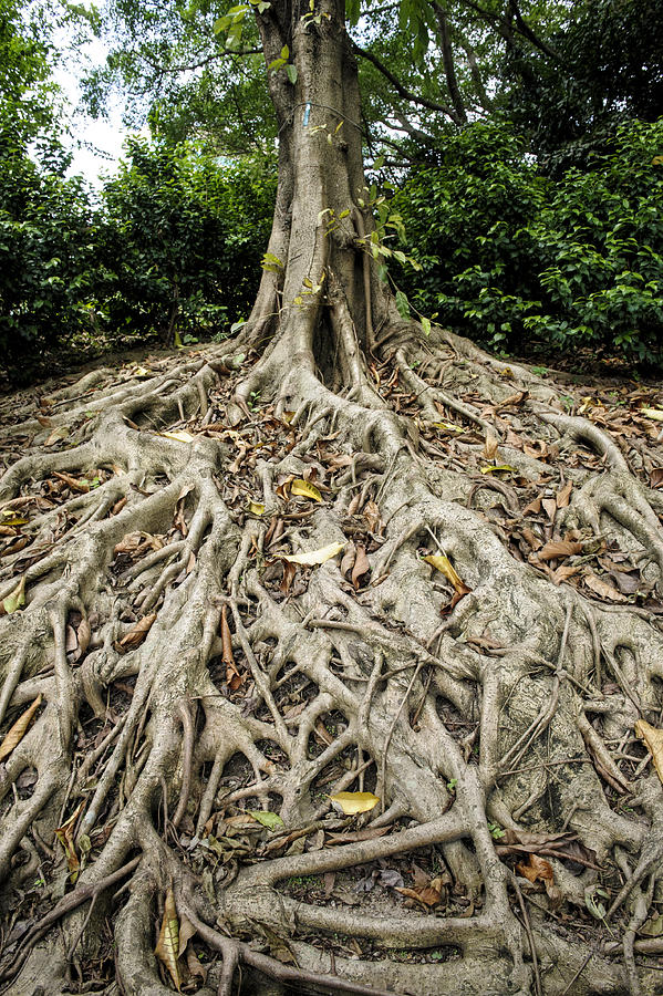Spreading roots of the Chinese Banyan, Ficus microcarpa Photograph by Sheldon Levis