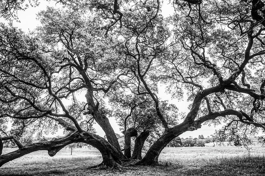 Spreading Tree of Washington County Photograph by James C Richardson