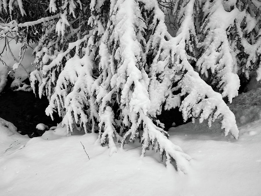 Spruce white Photograph by Jouko Lehto