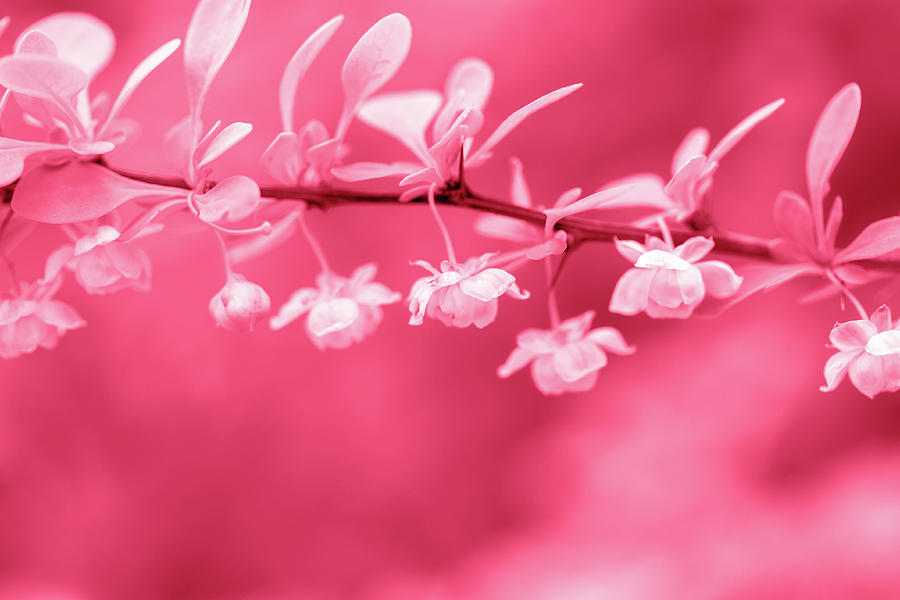 Sprig of flowering Berberis, toned in pink Photograph by Iuliia Malivanchuk
