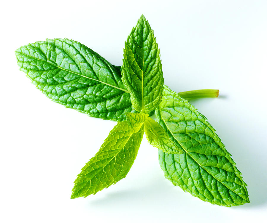 Sprig of fresh mint Photograph by Joff Lee