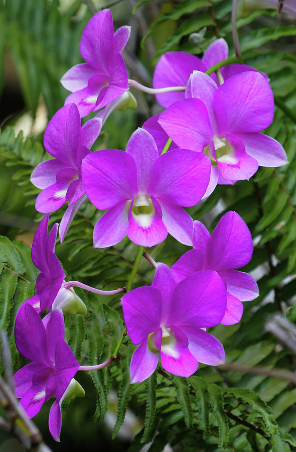 Sprig Of Purple Dendrobium Orchids Photograph By Moment Of Perception Fine Art America 6994