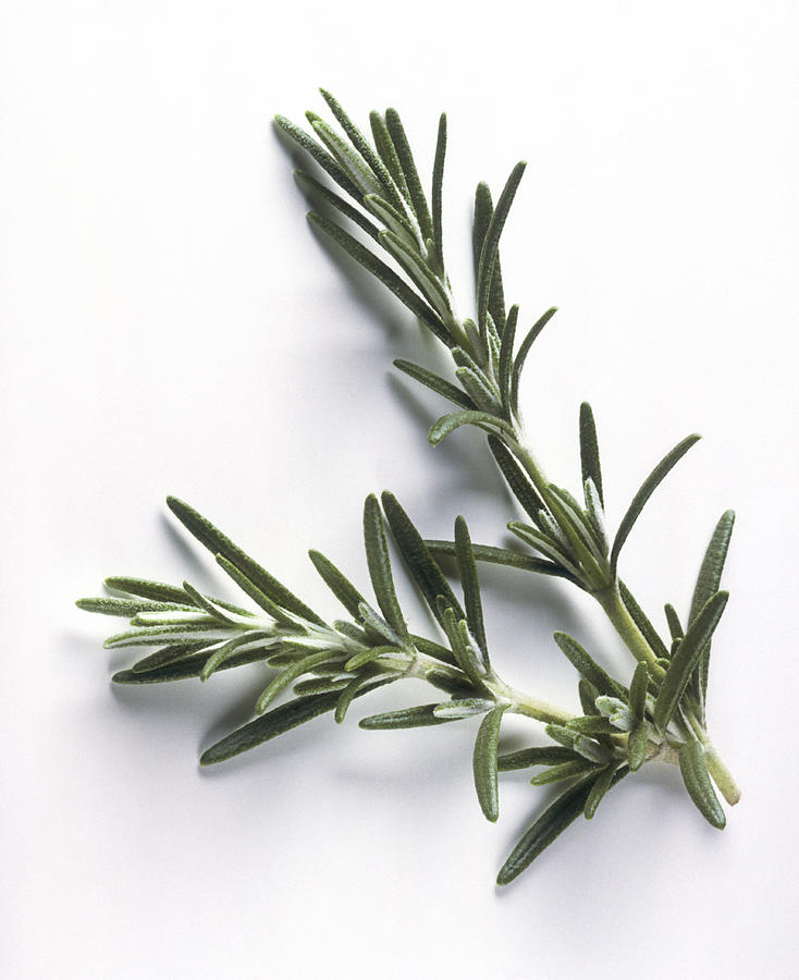 Sprig of rosemary on plain background Photograph by Joff Lee
