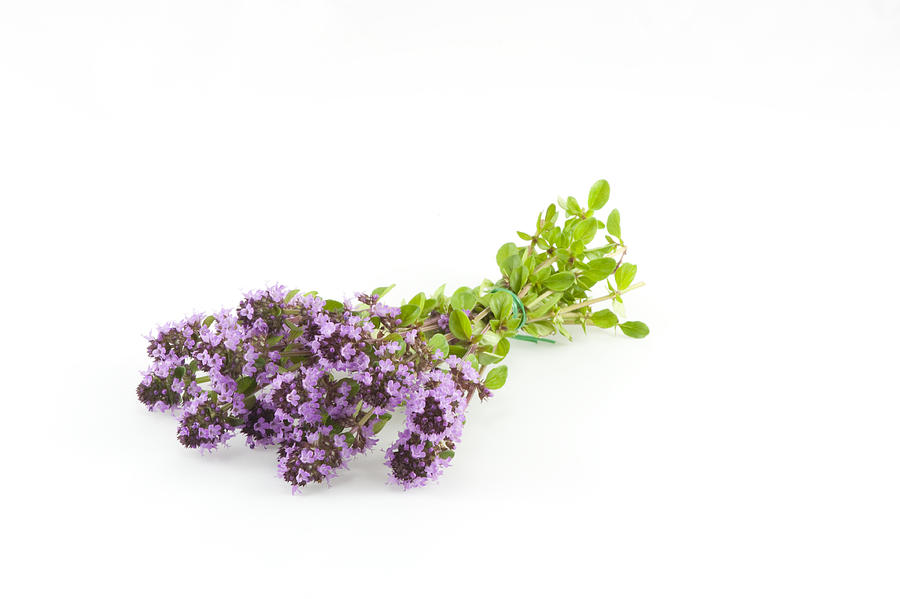 Sprig of Thyme Photograph by Jeffoto