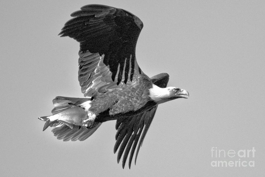 Spring 2023 Maryland Eagle With A Catch Black And White Photograph by Adam Jewell
