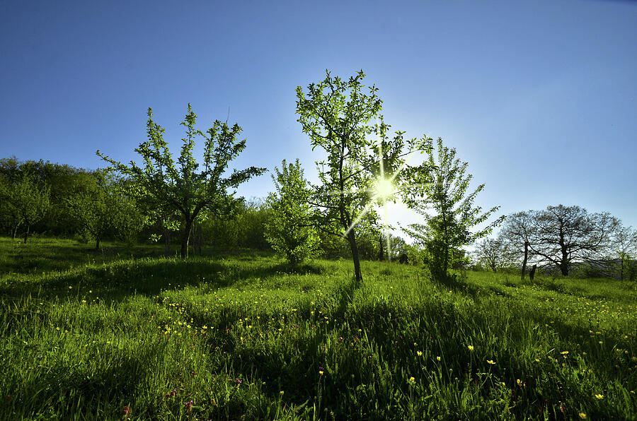 Spring Photograph by Adrian Limani Spring Photograph by Adrian Limani