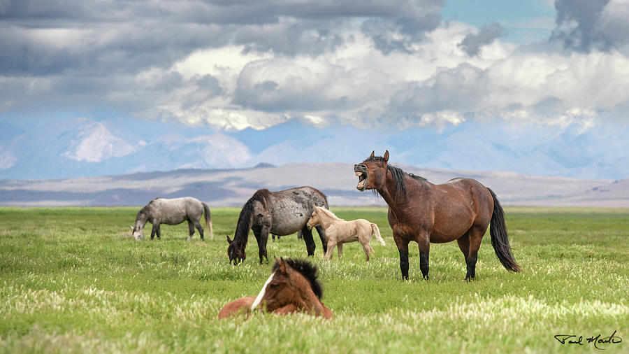 Spring Afternoon Equines. Photograph by Paul Martin
