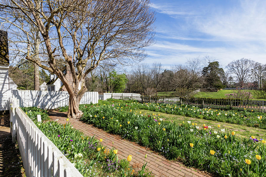 Spring Afternoon in Colonial Williamsburg Photograph by Rachel Morrison