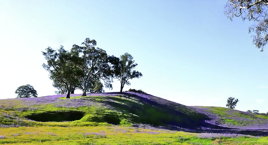 Spring Afternoon in Barossa Valley Photograph by Lexa Harpell